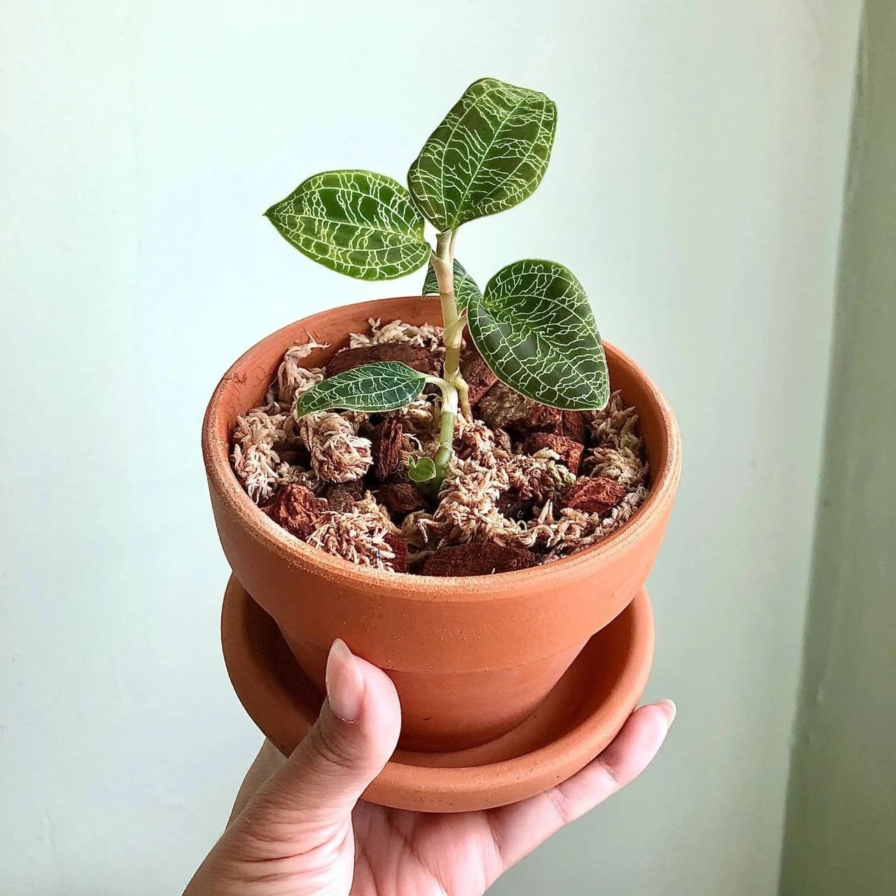 绿翡翠宝石兰植物,宝石兰植物