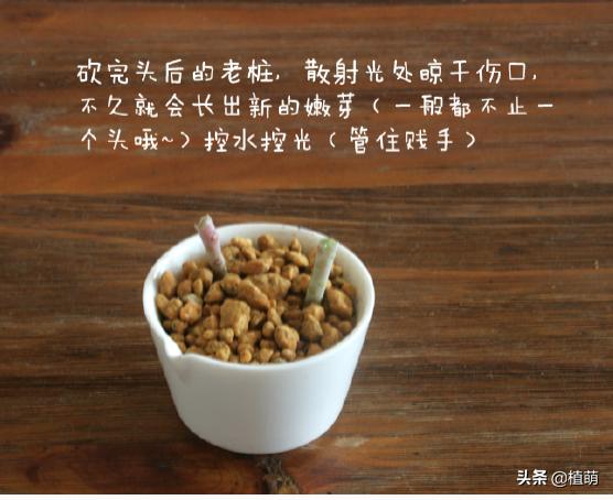 白牡丹叶插苗有多好养,白牡丹徒长修剪