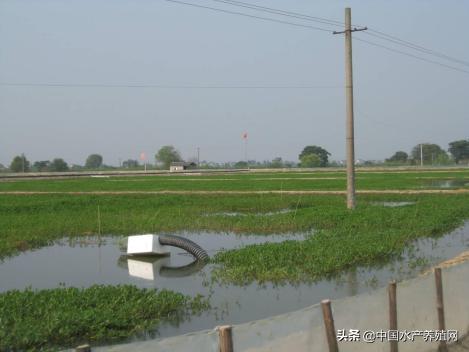 亩利润1万,年年赚钱的螃蟹怎样养?,一高淳|当涂|宣城产区《河蟹养殖优秀案例精选.2021》