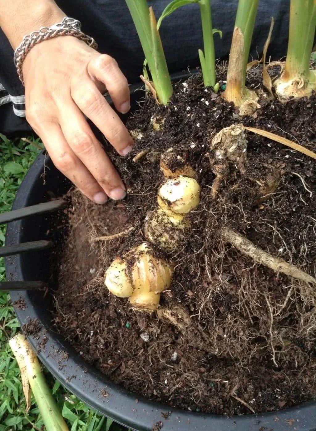 种植生姜的盆栽方法,生姜盆栽种植方法加水爆盆