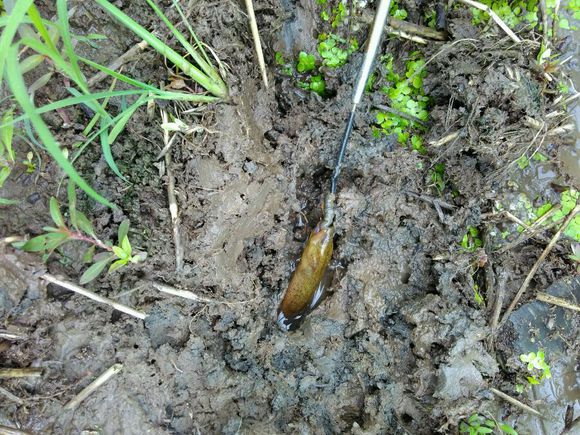 孩子在田里抓黄鳝不小心抓到蛇,捉黄鳝儿童视频