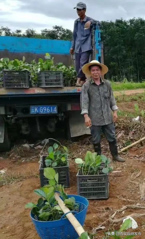 幸福打洛产业振兴路上瓜果飘香