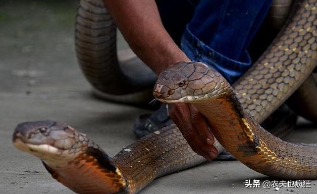 怎么分辨被蛇咬伤有毒没毒,被毒蛇咬伤可以用嘴吸出毒液吗