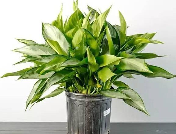 有什么东西可以防止吸入二手烟,什么东西能消除二手烟的危害