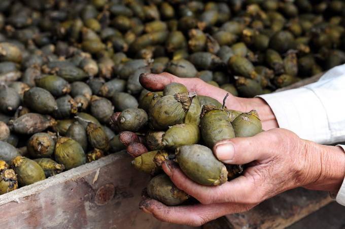 槟榔会致癌到底是不是真的,槟榔致癌是公认的吗