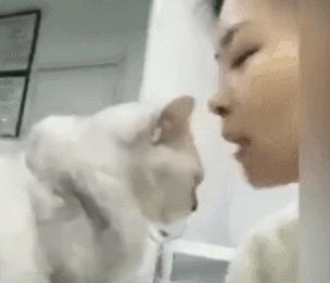 战斗民族的猫就是虎,战斗中的民族猫