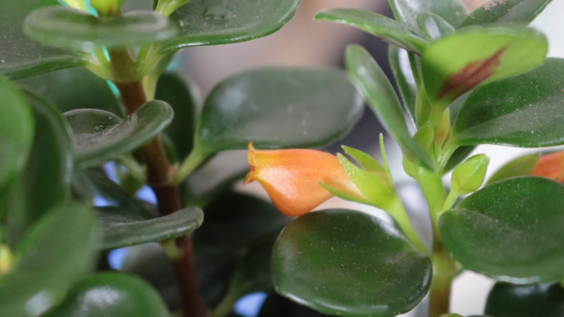 金鱼吊兰小金鱼,金鱼吊兰怎么养才能枝条下垂呢