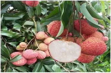 致富快的小项目,贫困户致富创业项目有哪些