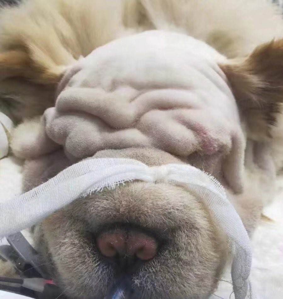 宠物整形手术背后的残忍你见过吗,宠物美容技术的手法有哪几种