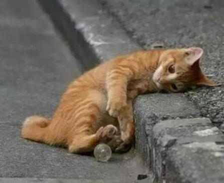 猫咪有血迹,猫咪倒在主人怀里