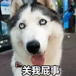 哈士奇把主人的家拆了,被哈士奇拆的家