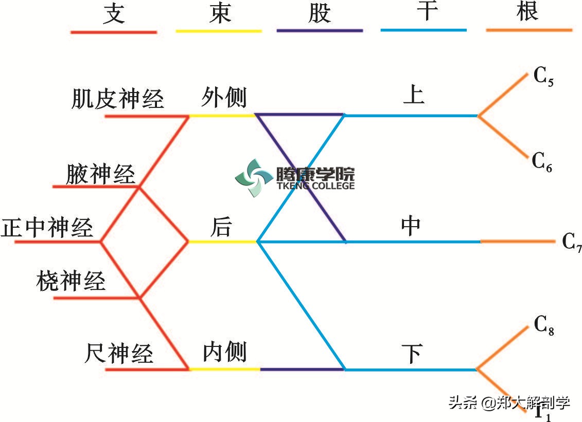 臂丛三束的主要分支,臂丛锁骨下部的主要分支及分布