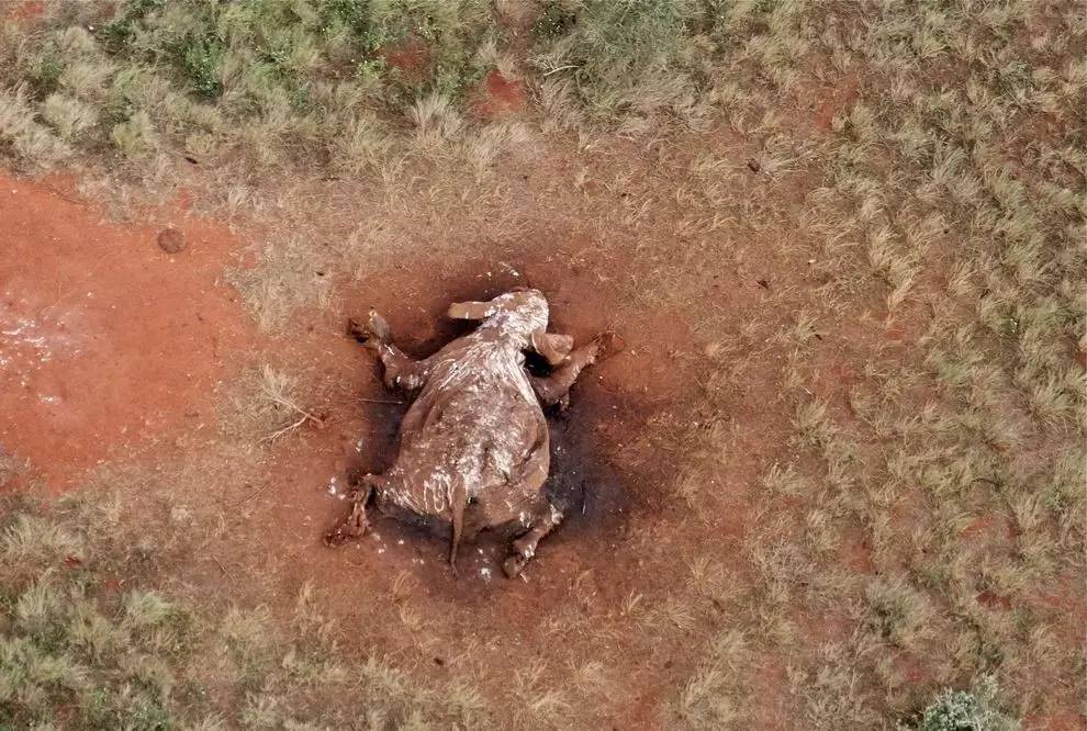 象牙、犀角、穿山甲，我们的欲望和拯救