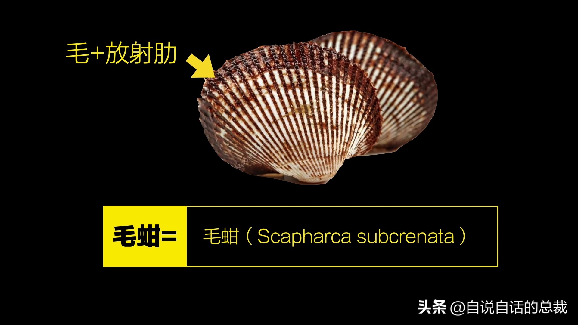 蚶蛤蛏蚬区别,蛤蜊蚶子蛏子区别