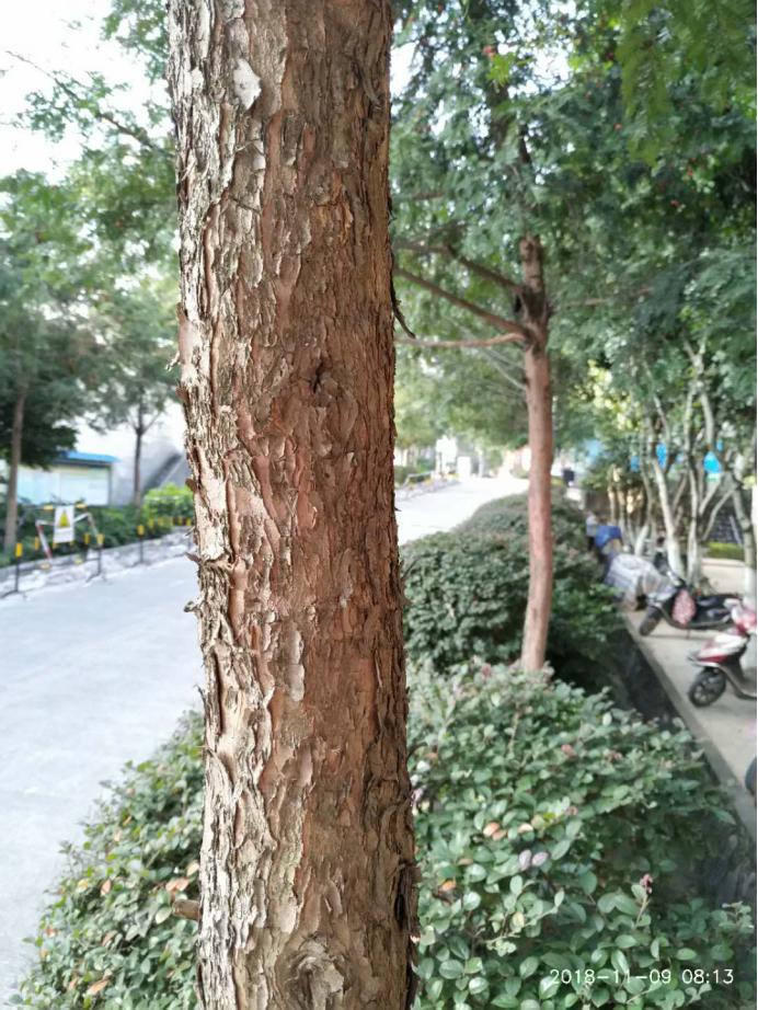 “红豆杉”是什么样子的？终于有点懂了