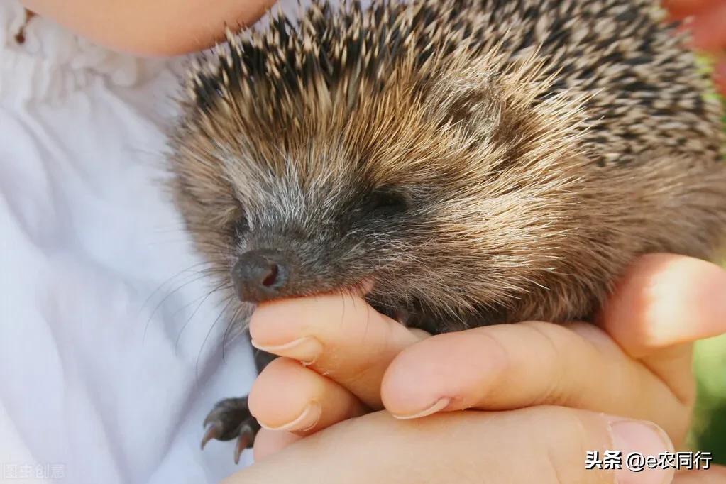 閲庣敓鍒虹尙鍙互绉佽嚜鍏诲悧,鍐滅敯鍑虹幇鍒虹尙濂戒箞