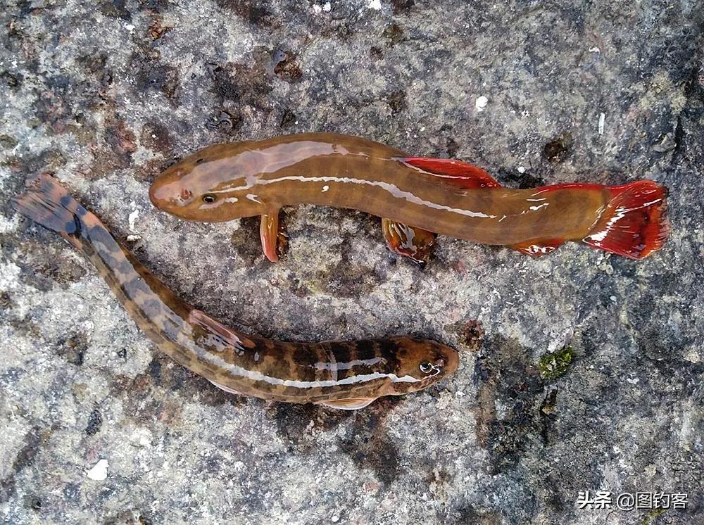 中国最好吃的4大淡水鱼,中国特别好吃的10种淡水鱼