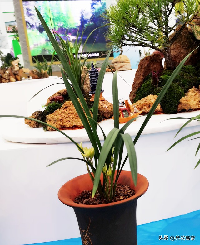 10大兰花品种你见过几个,兰花最好的十大品种