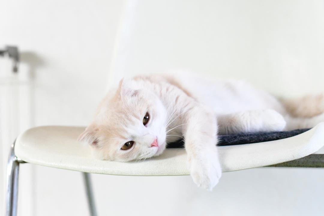 猫咪巨结肠是什么原因,猫咪巨结肠症的治疗与恢复