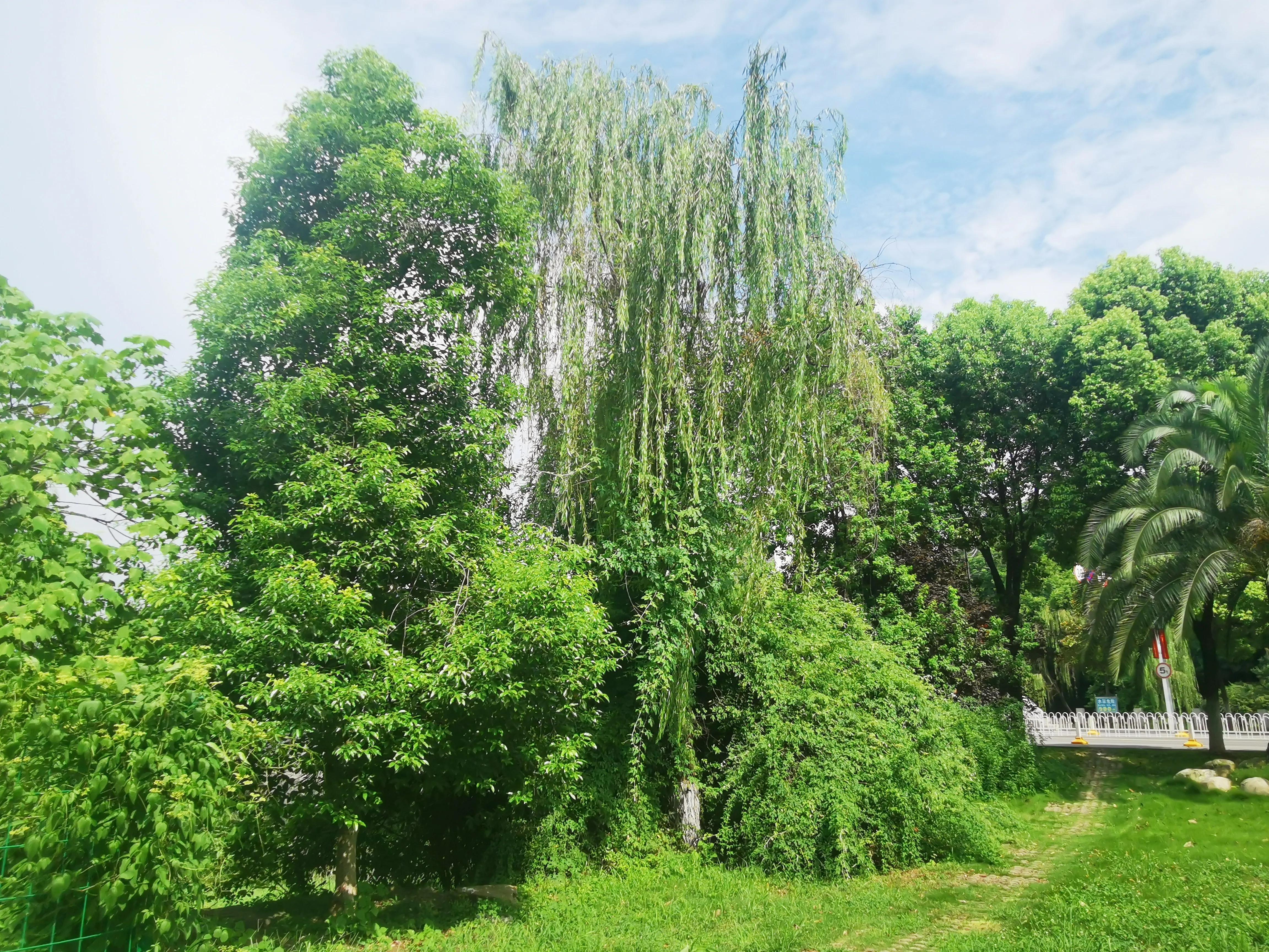 武汉高校中,最美武汉大学,“亚美”属于中南财经政法大学