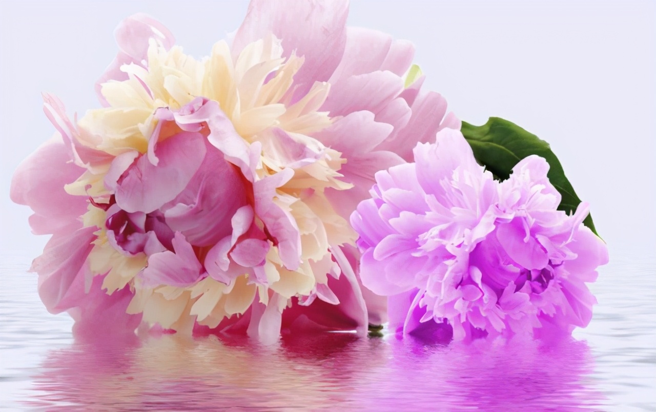 各国的国旗你认识几个,各国的国花是什么花啊英文