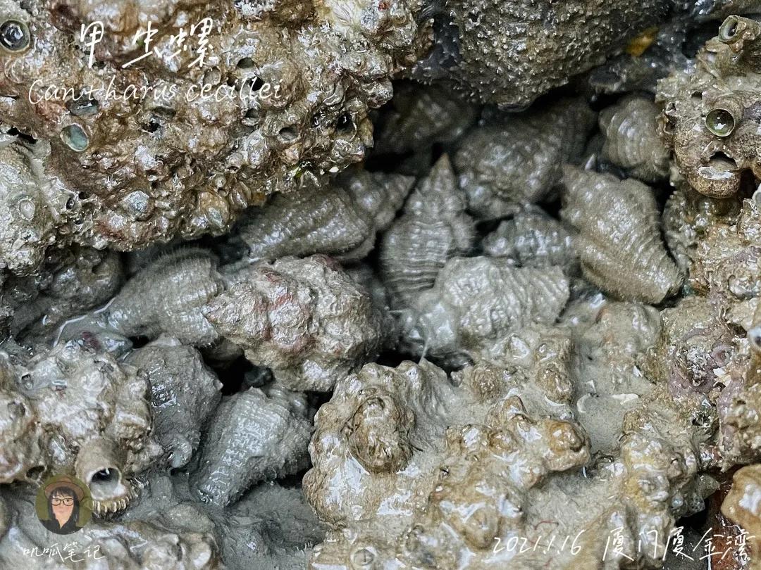 鼓浪屿赶海抓虫,鼓浪屿赶海佛手螺