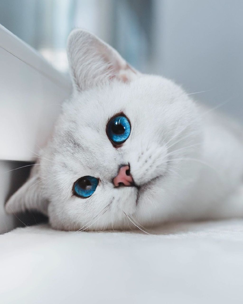 怎么养猫能既省钱又轻松呢,新手养猫做好3点轻松养好猫