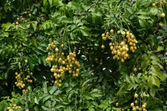 海南珍贵树木有哪些图片,海南花草树木名称大全