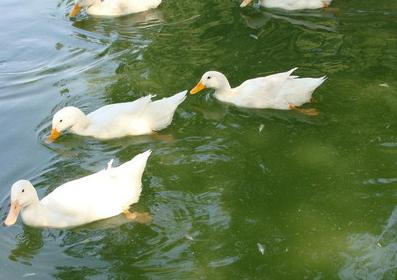 鸭常见29种病及图片,鸭常见病及治疗方案