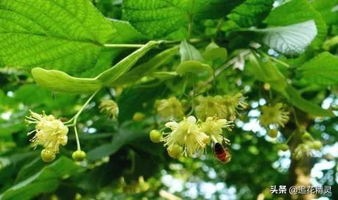 蜜蜂的勤劳让我感受到了,蜜蜂的勤劳是为了更好的活着
