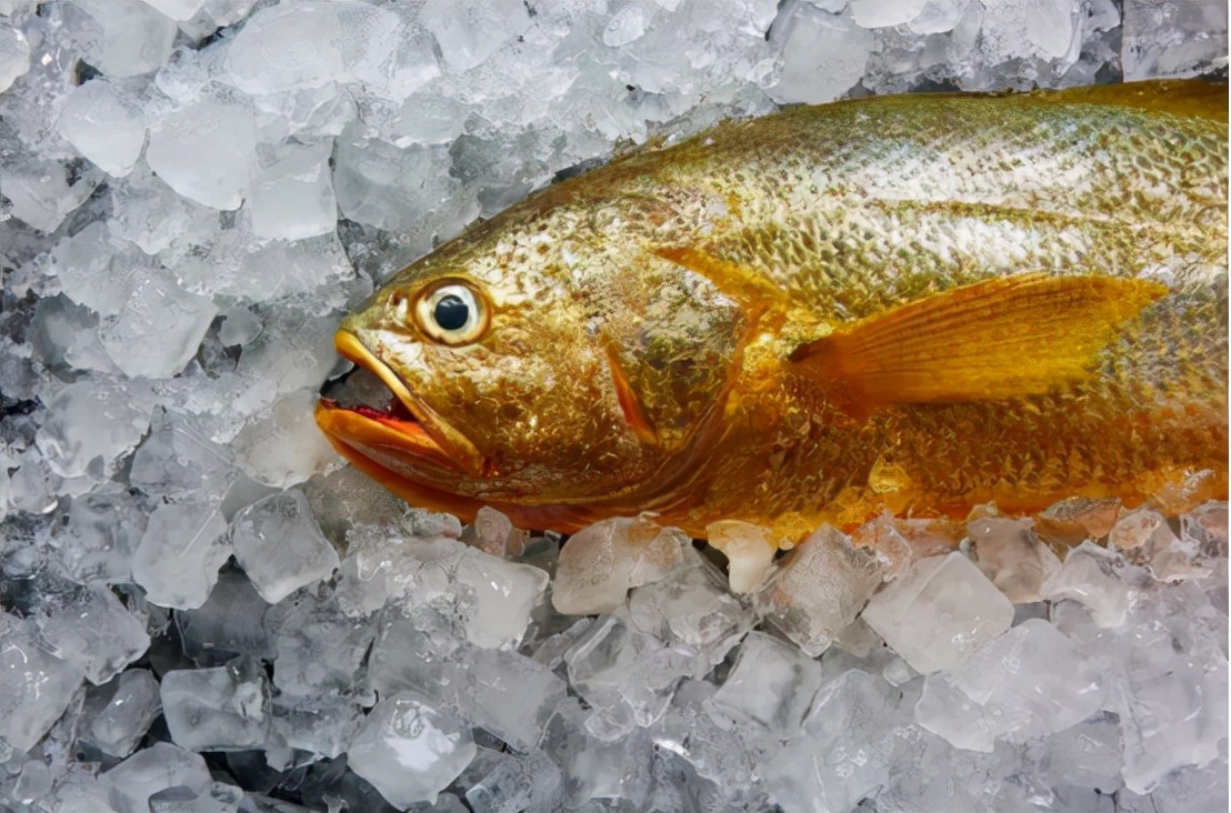 象山渔民捕到野生大黄鱼怎么处理,象山野生大黄鱼2000公斤