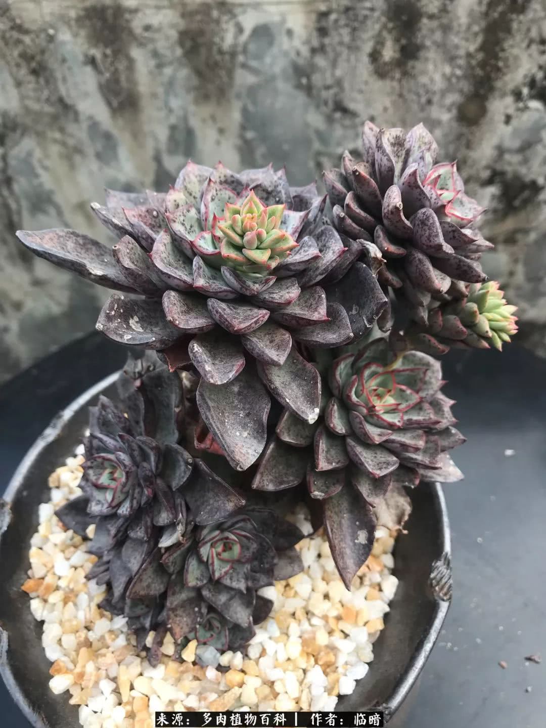 多肉带给我的感情,多肉给人们带什么作用