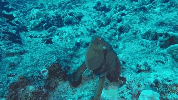 来大连10年了，我终于分清这三种软体的“鱼”了！真特么难！