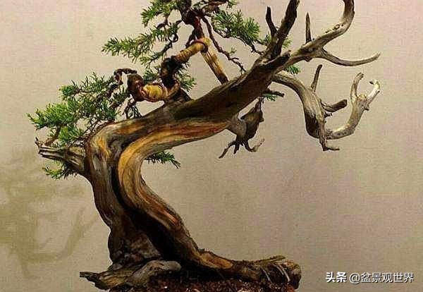 适合家庭栽的寓意好的八种树,适合庭院种植的8种树大气美观