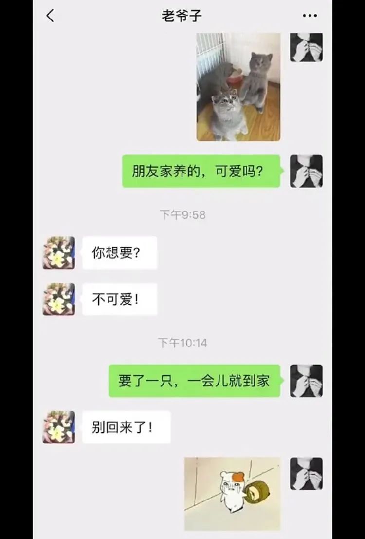 养猫后儿子鼻过敏,妈妈心生一计:不如你搬出去住吧!