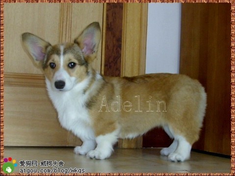 这几种高颜值狗狗你认识哪些,盘点最靠谱的狗狗看看你知道几种