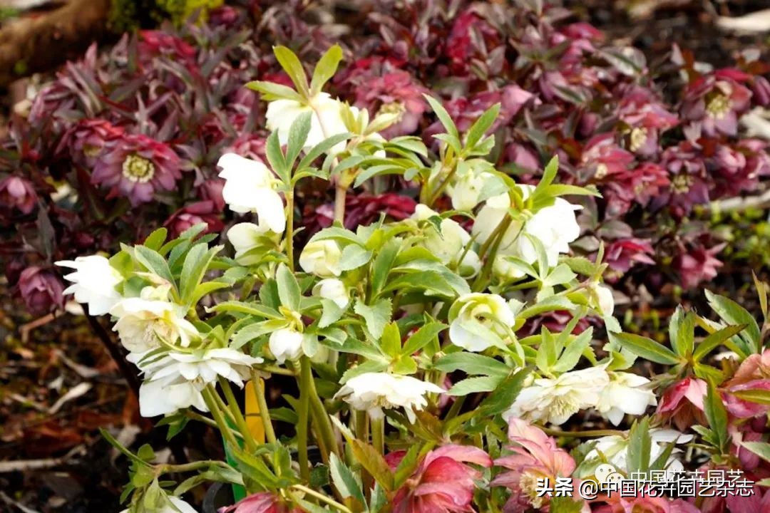 全球知名育种商网上推新品——TerraNova、ProvenWinners|环球