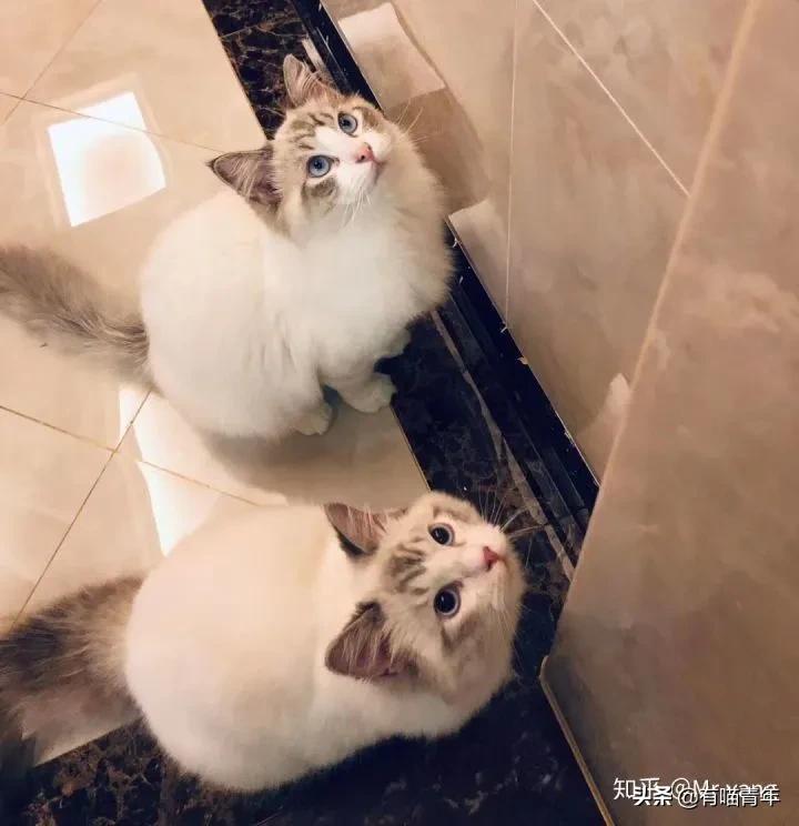 布偶猫身长四十厘米体重九斤,超级可爱的布偶猫有两万斤