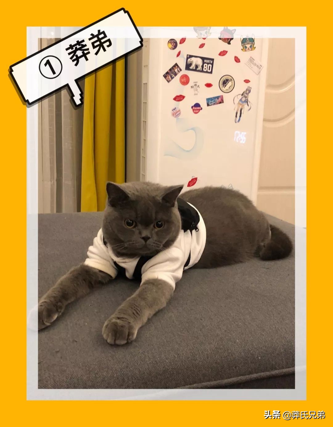 宠物秀场最新动态,亚宠展宠物时装秀人气火爆现场