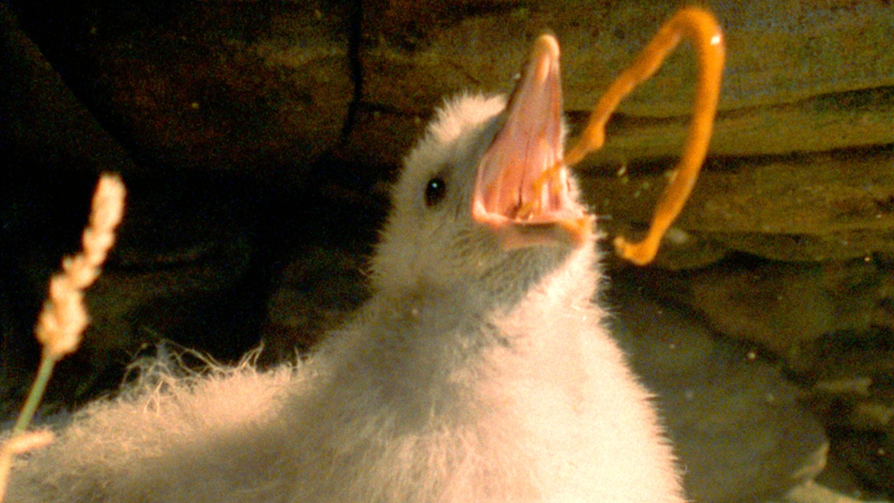 会喷毒液的鸟,会喷臭液的昆虫