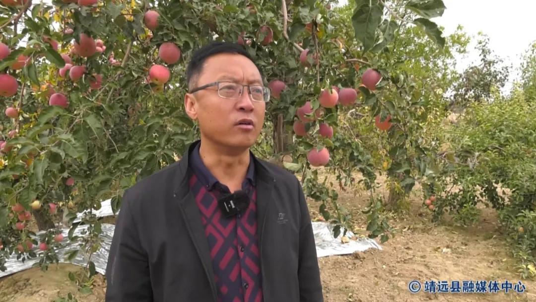 靖远三滩红富士苹果,靖远县红富士苹果啥时采摘