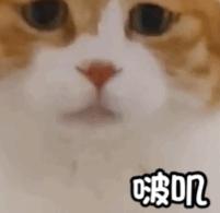 国内如何注册wax钱包,wax云钱包如何注册