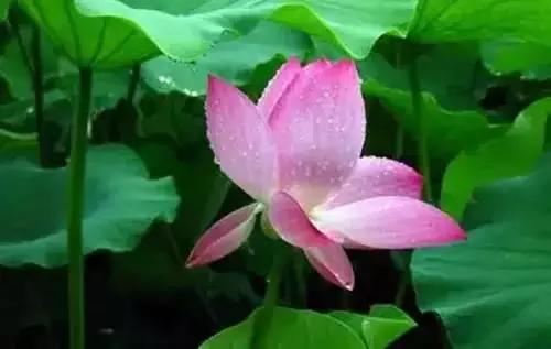 河南城市的市花有哪些花,全国56市市花图片