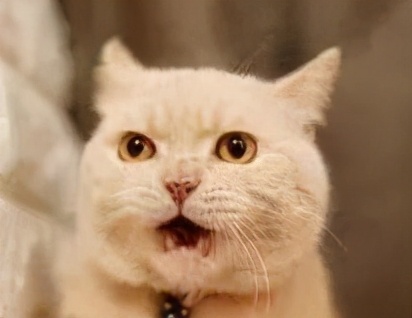 猫咪也会生气的视频,猫咪生气发怒哈气是怎么发出的