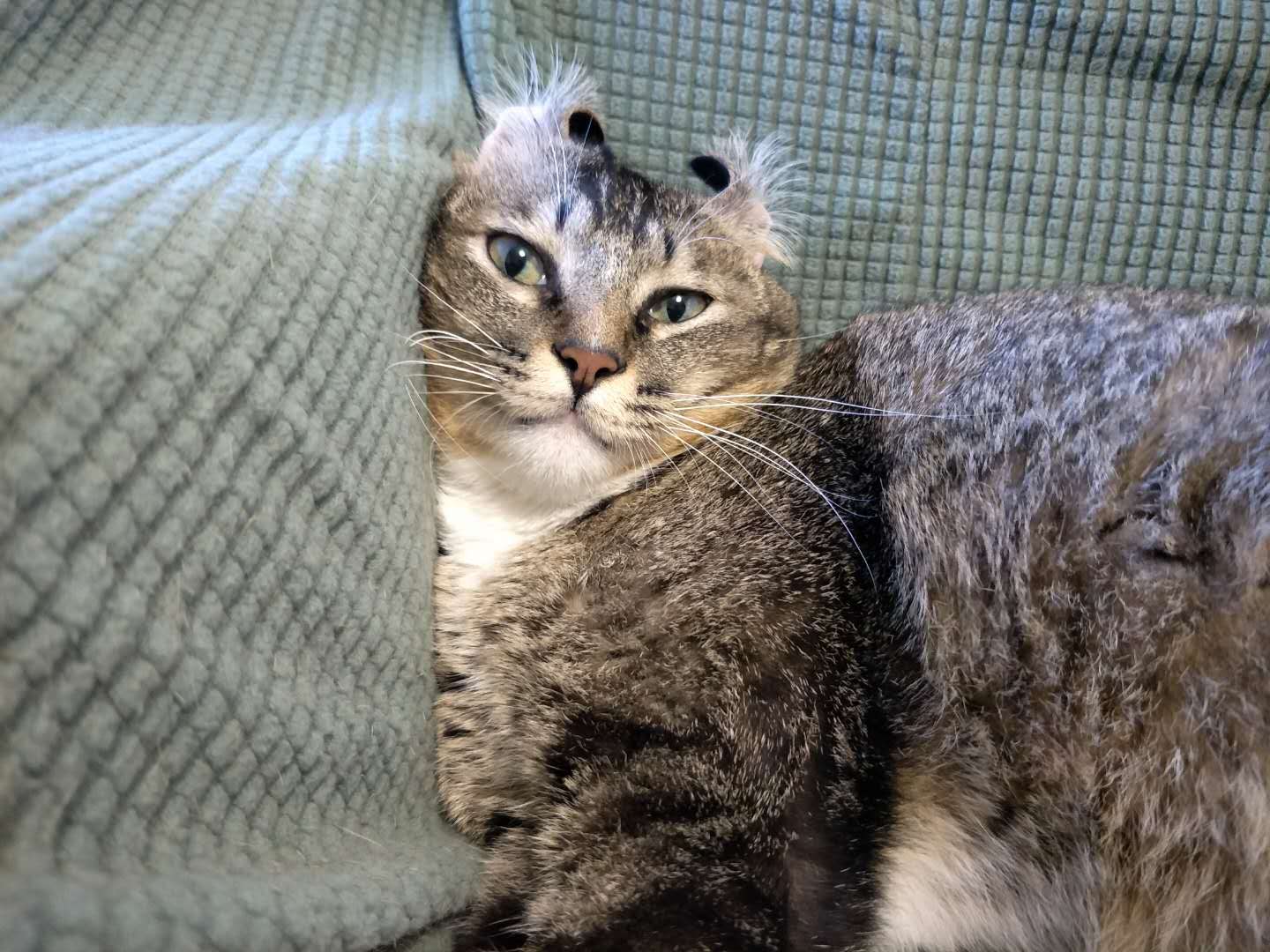 资深猫奴的猫粮,猫奴十三推荐猫粮