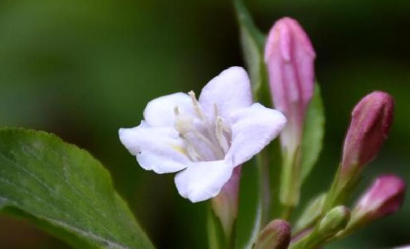 情商越高,直话越少:真正情商高的人,常用三种语言技巧,很委婉
