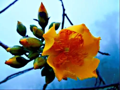 弯子木~花朵鲜黄色,簇生,酷似山茶科的金花茶,非常漂亮。