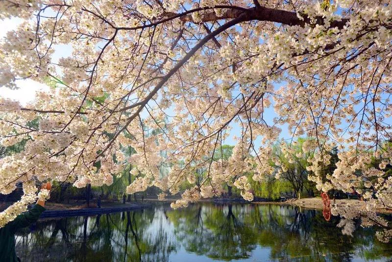 最适合赏花的花,视觉盛宴五种赏花名花供您选择