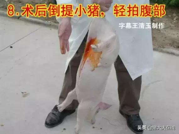 母猪做手术教程,小母猪去势能和疫苗同时进行吗