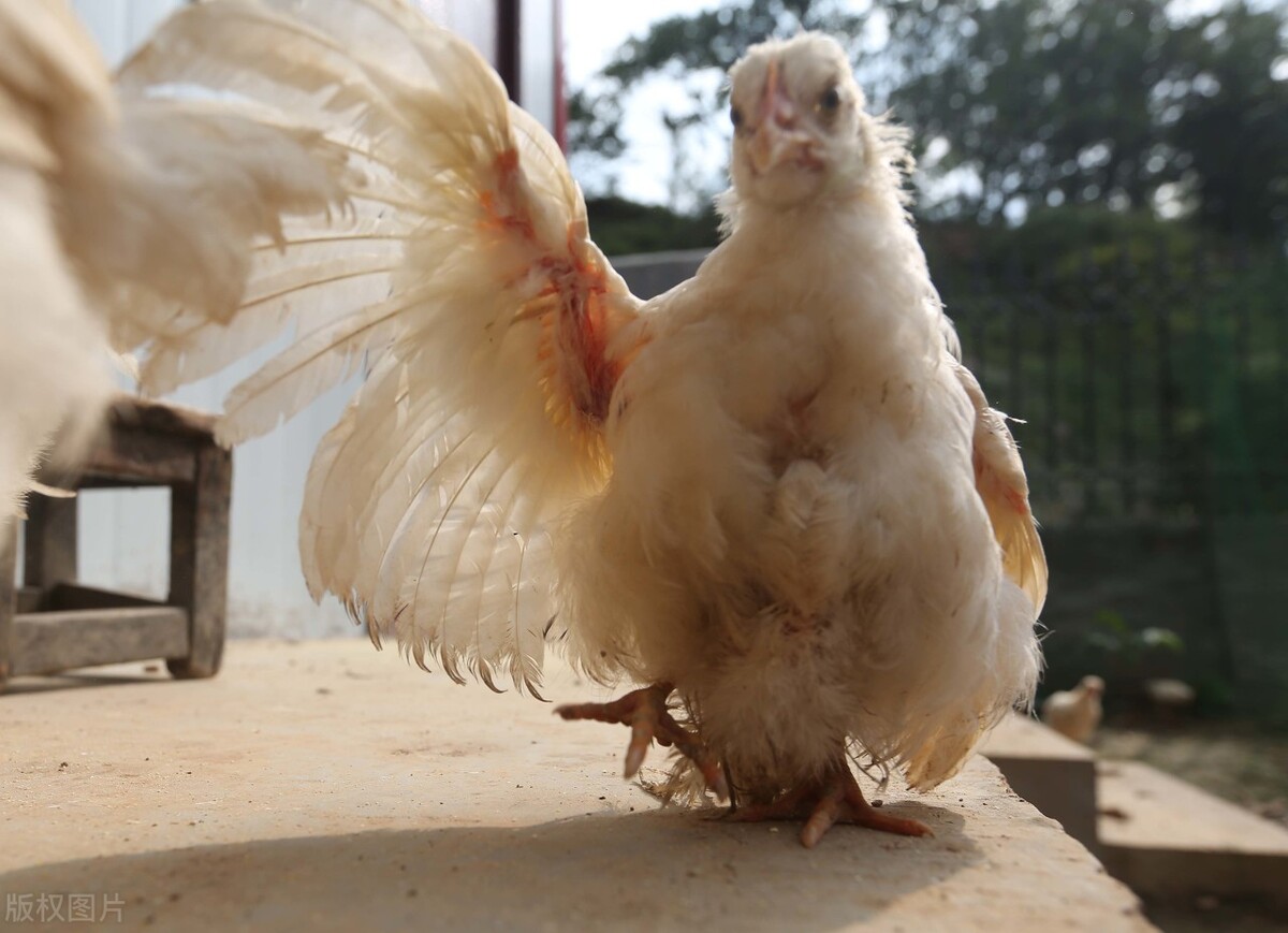 鸡拉料便是什么原因造成的,鸡拉饲料便用什么药